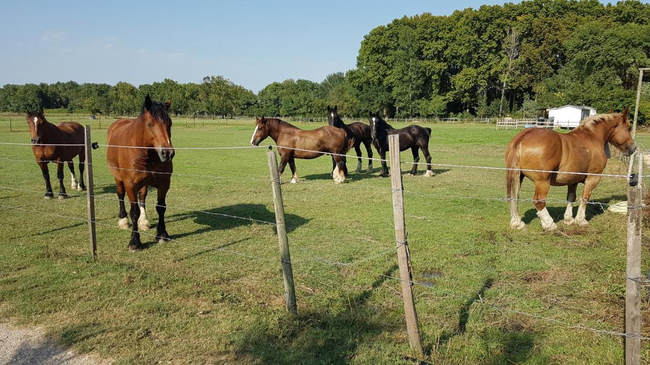 Les Gites De Camargue Le Cailar Buitenkant foto